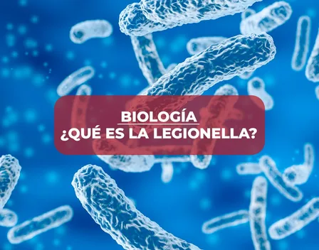 Arepla – control de plagas en Zaragoza