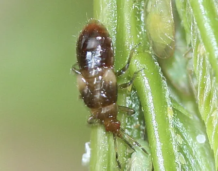 BICHELOS CONTROL BIOLÓGICO S.L.U. – control de plagas en Gandia