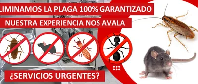 Control de Plagas Odana SL 🥇 – control de plagas en Palma