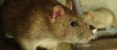 DESINFECCIONES AEROSOL - Control de Plagas y salud ambiental – control de plagas en Zaragoza