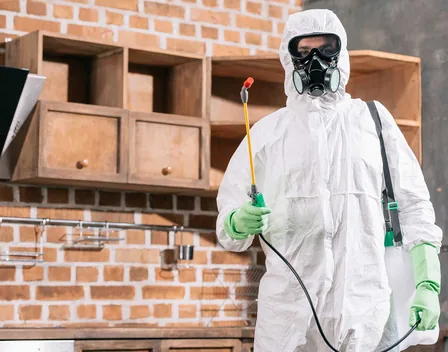 Desinsectaciones Verdugo – control de plagas en Sevilla