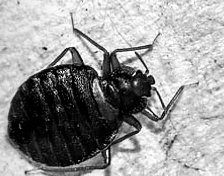 EL EXTERMINADOR DE JEREZ – control de plagas en Guadalcacín