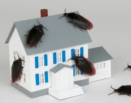 LEU Servicios | Control de Plagas y Limpiezas Especiales Urgentes – control de plagas en Rivas-Vaciamadrid