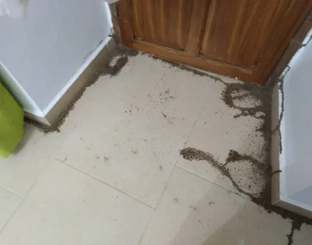 NATURPLAGAS. PLagas , Fumigaciones , Desinfecciones – control de plagas en Sevilla