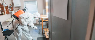 Novainsectos – control de plagas en Madrid