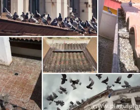 PLAGUIPLAN – control de plagas en Madrid