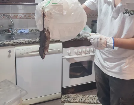 Seviplagas – control de plagas en Sevilla