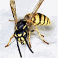 Logo de Local Pest Costa Del Sol