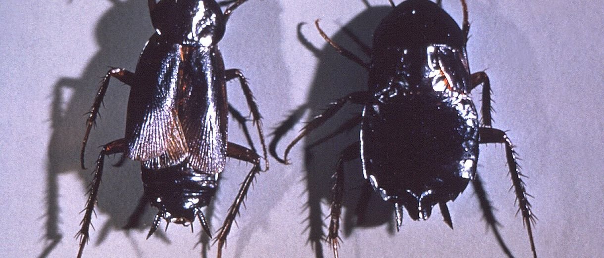 Imagen ilustrativa de control de plagas